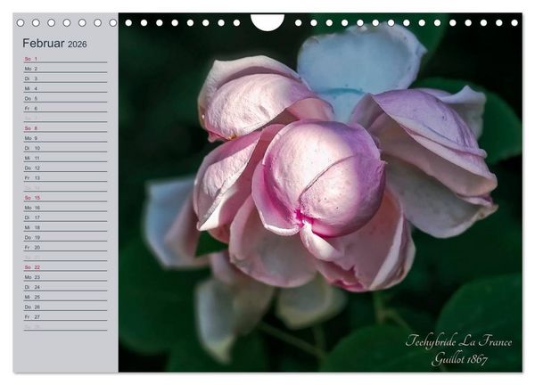Produktbild: Kurf&uuml;rstliche Rosen Eltville am Rhein (Wandkalender 2026 DIN A4 quer), CALVENDO Monatskalender