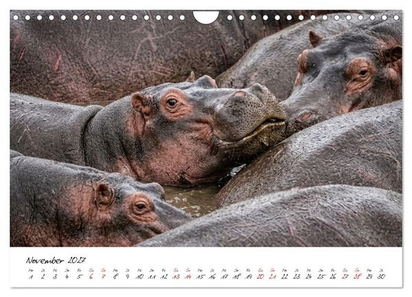 Produktbild: Better Together - Herdenmomente (Wandkalender 2027 DIN A4 quer), CALVENDO Monatskalender