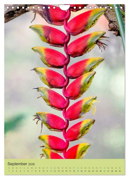 Produktbild: Botanischer Garten Basel - Eine Oase zum Entdecken (Wandkalender 2026 DIN A4 hoch), CALVENDO Monatskalender