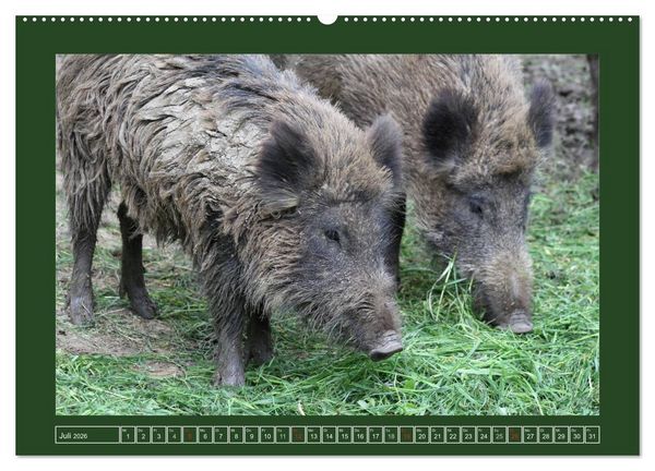 Produktbild: Schweinkram - Die Wildschweine sind los (hochwertiger Premium Wandkalender 2026 DIN A2 quer), Kunstdruck in Hochglanz