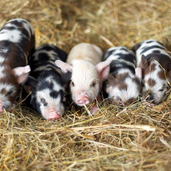 Produktbild: Piggies/Schweinchen 2024