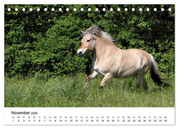 Produktbild: Pferde - im Galopp durch's Jahr 2026 (Tischkalender 2026 DIN A5 quer), CALVENDO Monatskalender