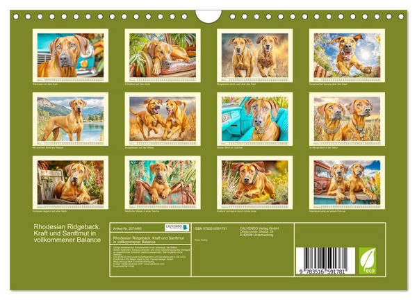 Produktbild: Rhodesian Ridgeback. Kraft und Sanftmut in vollkommener Balance (Wandkalender 2026 DIN A4 quer), CALVENDO Monatskalender