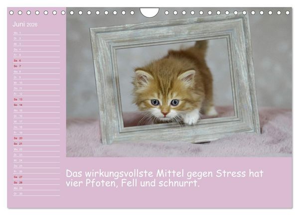 Produktbild: Drollige Tierkinder Mit Spr&uuml;chen (Wandkalender 2026 DIN A4 quer), CALVENDO Monatskalender