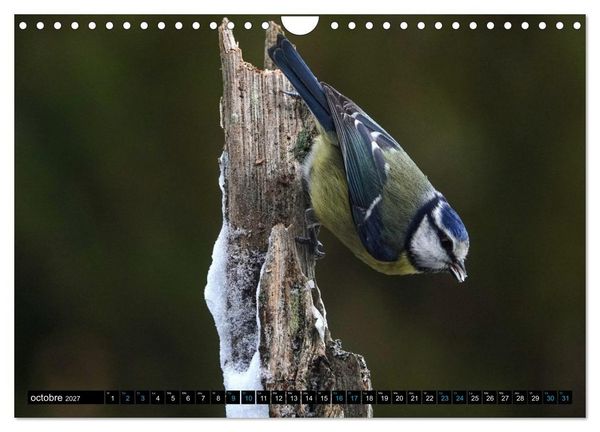 Produktbild: Mes anges bleus en &Icirc;le-de-France (Calendrier mural 2027 DIN A4 vertical), CALVENDO calendrier mensuel