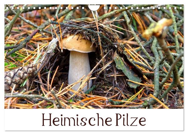 Produktbild: Heimische Pilze (Wandkalender 2026 DIN A4 quer), CALVENDO Monatskalender