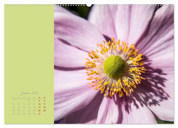 Produktbild: Bl&uuml;tenstil (Wandkalender 2026 DIN A2 quer), CALVENDO Monatskalender