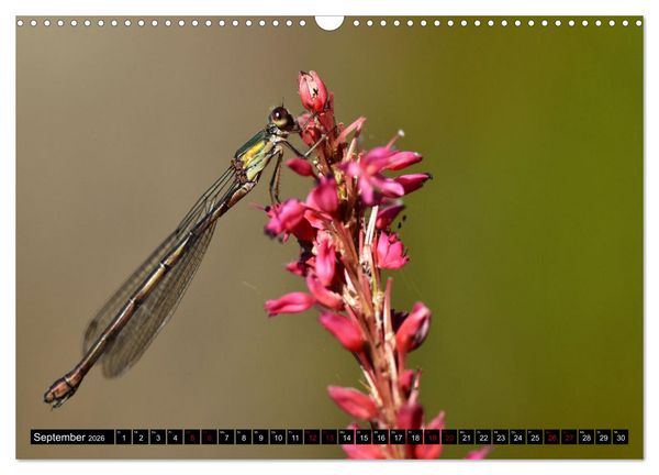 Produktbild: Insekten-Sommer (Wandkalender 2026 DIN A3 quer), CALVENDO Monatskalender