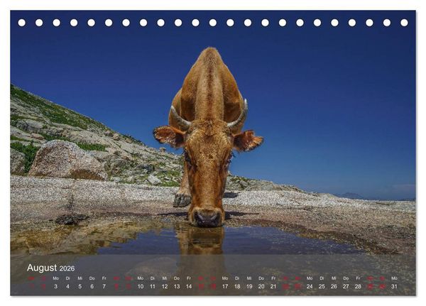 Produktbild: Korsika - Faszinierende Landschaften (Tischkalender 2026 DIN A5 quer), CALVENDO Monatskalender