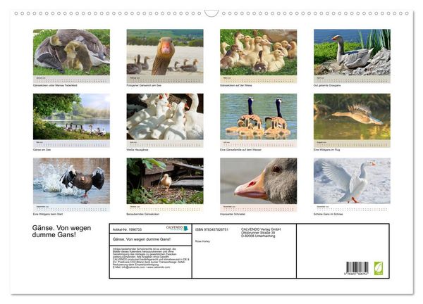 Produktbild: G&auml;nse. Von wegen dumme Gans! (Wandkalender 2026 DIN A2 quer), CALVENDO Monatskalender