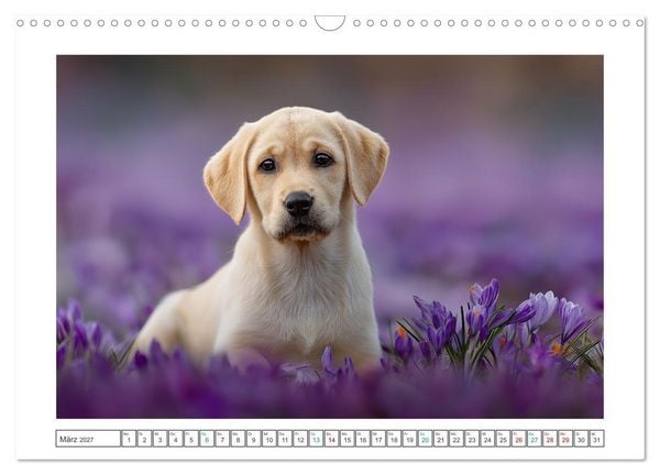 Produktbild: Labrador Liebe (Wandkalender 2027 DIN A3 quer), CALVENDO Monatskalender