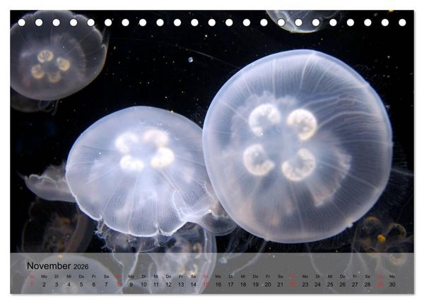 Produktbild: Quallen. Die Welt der Medusen (Tischkalender 2026 DIN A5 quer), CALVENDO Monatskalender