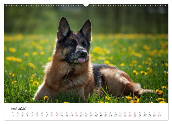 Produktbild: Deutsche Sch&auml;ferhunde - Traumhunde (hochwertiger Premium Wandkalender 2026 DIN A2 quer), Kunstdruck in Hochglanz