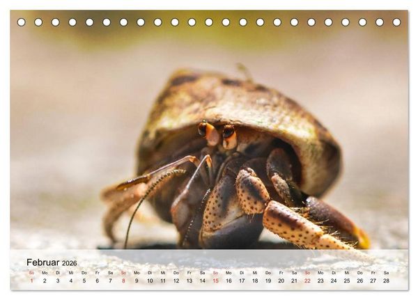 Produktbild: Krabben. Lustige Aliens (Tischkalender 2026 DIN A5 quer), CALVENDO Monatskalender