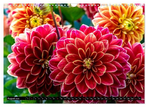 Produktbild: Dahlien - Blumenwunder der Natur (Wandkalender 2026 DIN A3 quer), CALVENDO Monatskalender
