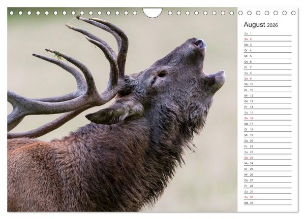 Produktbild: Emotionale Momente: Hirschbrunft. Part II. (Wandkalender 2026 DIN A4 quer), CALVENDO Monatskalender