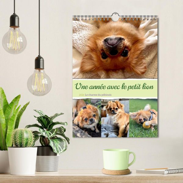 Produktbild: Une ann&eacute;e avec le petit lion - Le charme du p&eacute;kinois (Calendrier mural 2026 DIN A4 horizontal), CALVENDO calendrier mensuel