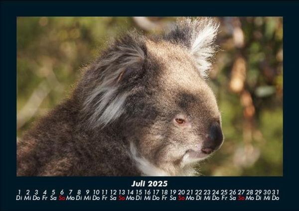 Produktbild: Koala 2025 Fotokalender DIN A5