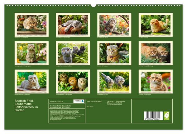 Produktbild: Scottish Fold. Zauberhafte Faltohrkatzen im Garten (hochwertiger Premium Wandkalender 2026 DIN A2 quer), Kunstdruck in Hochglanz