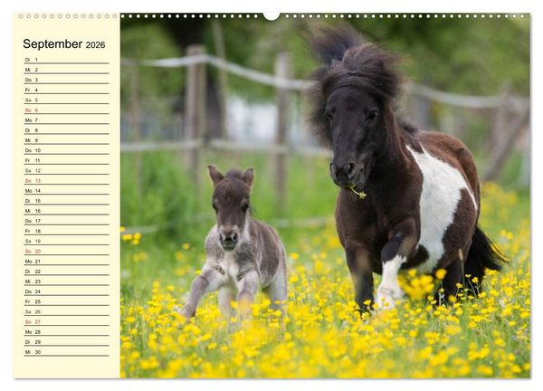 Produktbild: Ponys. Herzensbrecher mit Grips (Wandkalender 2026 DIN A2 quer), CALVENDO Monatskalender