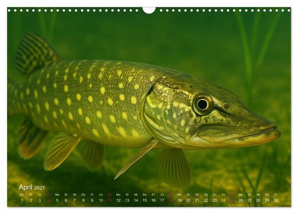 Produktbild: Reges Leben im Naturweiher - Tiere &uuml;ber und unter Wasser (Wandkalender 2027 DIN A3 quer), CALVENDO Monatskalender