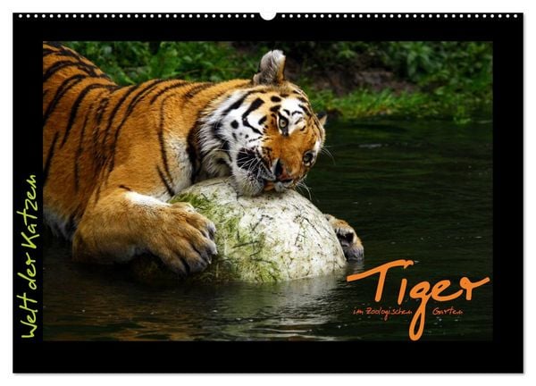 Produktbild: Welt der Katzen - Tiger (Wandkalender 2026 DIN A2 quer), CALVENDO Monatskalender