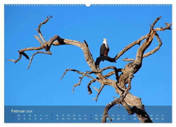 Produktbild: Botswana Wildlife (hochwertiger Premium Wandkalender 2026 DIN A2 quer), Kunstdruck in Hochglanz