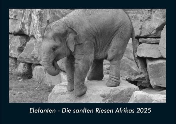 Produktbild: Elefanten - Die sanften Riesen Afrikas 2025 Fotokalender DIN A4