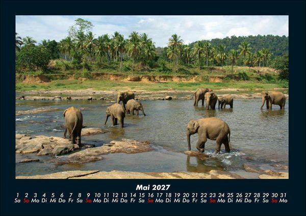 Produktbild: Tierkalender 2027 Fotokalender DIN A4