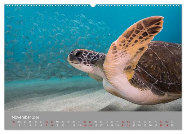Produktbild: Karibische Meeresschildkr&ouml;ten (hochwertiger Premium Wandkalender 2026 DIN A2 quer), Kunstdruck in Hochglanz