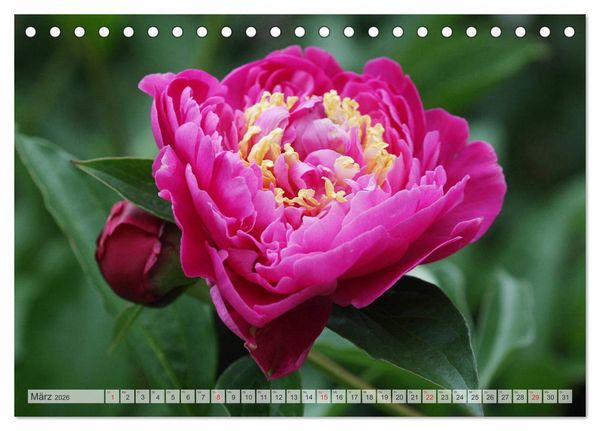 Produktbild: PFINGSTROSEN Rosen ohne Dornen (Tischkalender 2026 DIN A5 quer), CALVENDO Monatskalender