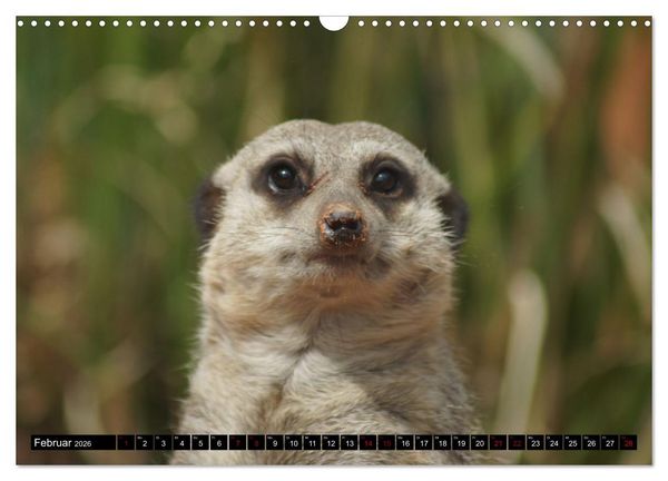 Produktbild: Lustige Erdm&auml;nnchen (Wandkalender 2026 DIN A3 quer), CALVENDO Monatskalender