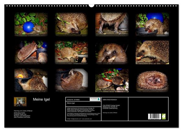 Produktbild: Meine Igel (Wandkalender 2026 DIN A2 quer), CALVENDO Monatskalender