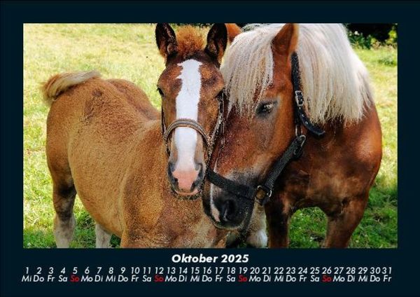 Produktbild: Die Welt der Pferde 2025 Fotokalender DIN A5