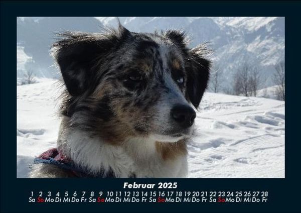 Produktbild: Hunde 2025 Fotokalender DIN A5