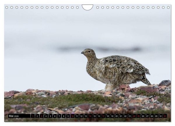 Produktbild: Spitzbergen - Arktische Impressionen (Wandkalender 2026 DIN A4 quer), CALVENDO Monatskalender