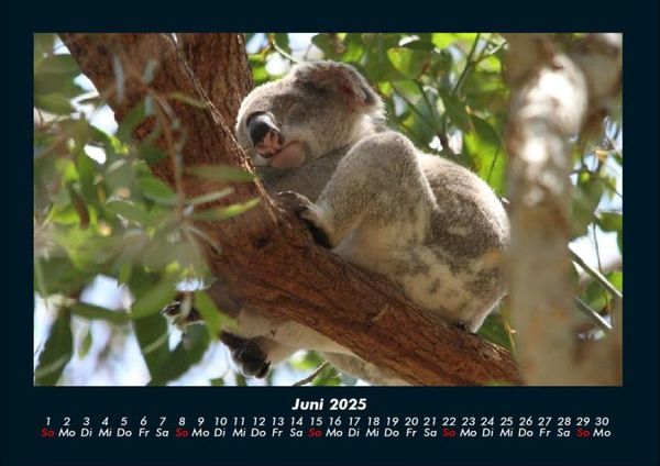 Produktbild: Koala 2025 Fotokalender DIN A4