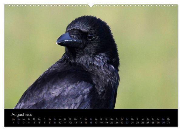 Produktbild: Rabenschwarze Impressionen - meike-ajo-dettlaff.de via wildvogelhlfe.org (Wandkalender 2026 DIN A2 quer), CALVENDO Monatskalender
