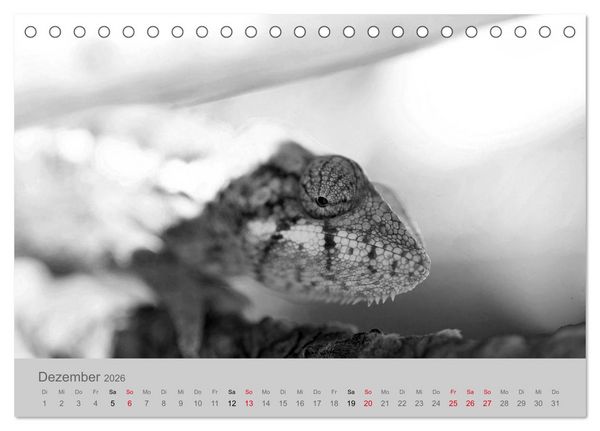 Produktbild: Die Seelen der wilden Tiere (Tischkalender 2026 DIN A5 quer), CALVENDO Monatskalender