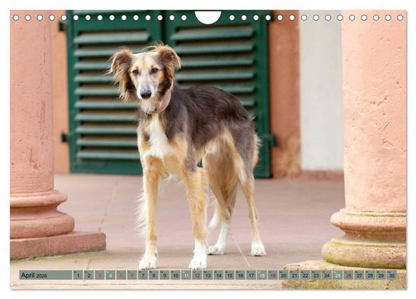 Produktbild: Elegante Silken Windsprite (Wandkalender 2026 DIN A4 quer), CALVENDO Monatskalender
