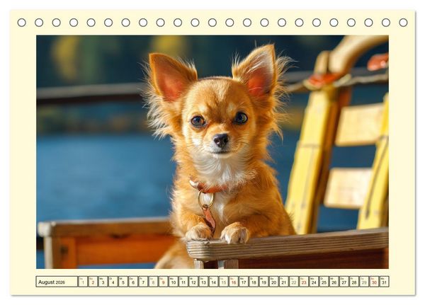 Produktbild: Reizende Chihuahuas. Winzige Hunde mit riesigem Ego und Grips (Tischkalender 2026 DIN A5 quer), CALVENDO Monatskalender