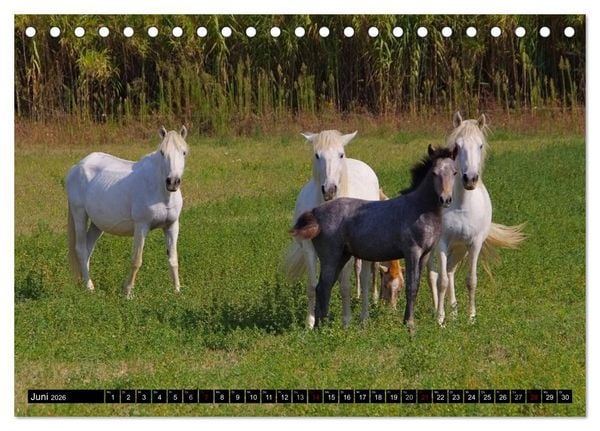 Produktbild: Camargue - Im Land der wei&szlig;en Pferde und schwarzen Stiere (Tischkalender 2026 DIN A5 quer), CALVENDO Monatskalender
