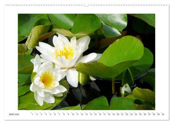 Produktbild: Bl&uuml;ten eines Sommers (hochwertiger Premium Wandkalender 2026 DIN A2 quer), Kunstdruck in Hochglanz