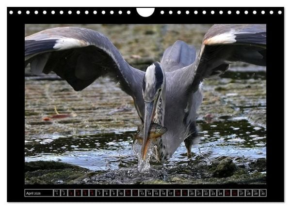Produktbild: The heron parade (Wall Calendar 2026 DIN A4 landscape), CALVENDO 12 Month Wall Calendar