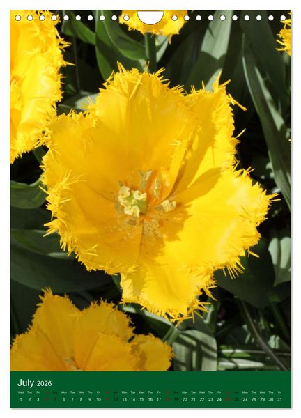 Produktbild: Dutch Tulips (Wall Calendar 2026 DIN A4 portrait), CALVENDO 12 Month Wall Calendar