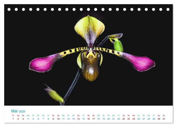 Produktbild: Die K&ouml;nigin der Blumenwelt, die Orchidee (Tischkalender 2026 DIN A5 quer), CALVENDO Monatskalender