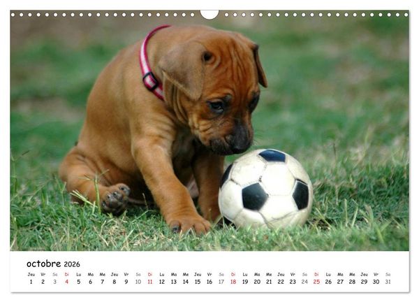 Produktbild: Chiots Rhodesian Ridgeback (Calendrier mural 2026 DIN A3 vertical), CALVENDO calendrier mensuel
