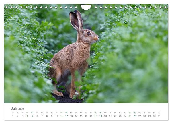 Produktbild: Feldhasen - dem Langohr auf der Spur (Wandkalender 2026 DIN A4 quer), CALVENDO Monatskalender