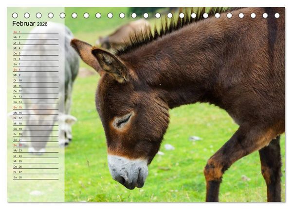 Produktbild: Esel. H&uuml;bsch, klug und flei&szlig;ig (Tischkalender 2026 DIN A5 quer), CALVENDO Monatskalender