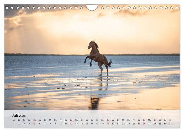 Produktbild: Pferde 2026 Kraft und Anmut (Wandkalender 2026 DIN A4 quer), CALVENDO Monatskalender